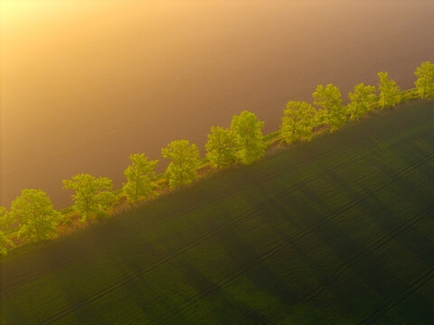 Aerial view of a row of vibrant green trees bordering a dark agricultural field during golden hour with long shadows stretching across the landscape in Kyjov, South Moravian Region, Czechia.