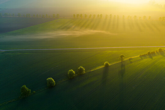 Aerial view of green agricultural fields with a row of trees casting long shadows in the morning mist during golden hour in Kyjov, South Moravian Region, Czechia.