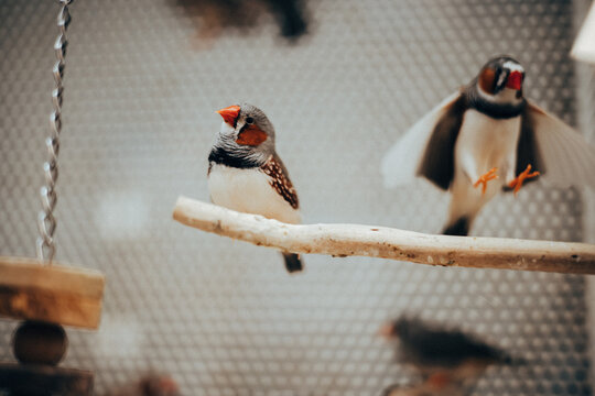 A zebra finch captured mid-flight as it approaches another perched finch inside an aviary. Dynamic wildlife moment showcasing bird behavior, companionship and motion in a naturalistic indoor habitat.