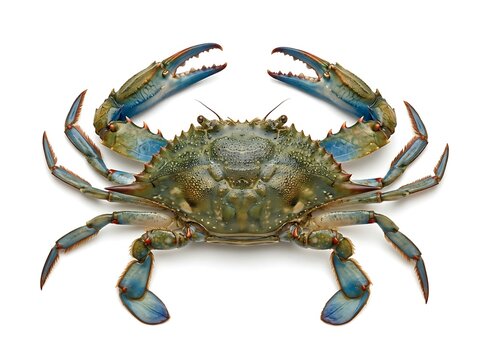 Blue crab isolated on white background