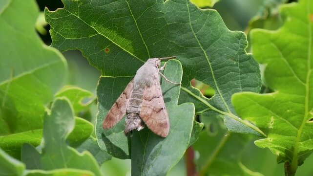 Hummingbird Hawkmoth resting on an Oak Leaf