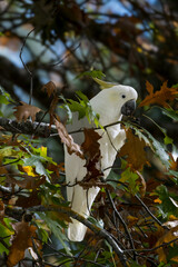 White cockatoo in Hanhdorf © naveen