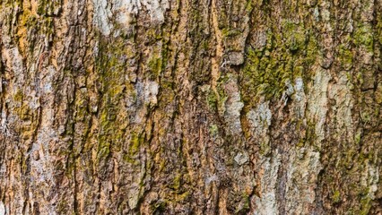 Obraz premium Close up detailed texture of rough brown tree bark with patches of green moss and light grey lichen