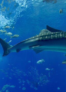 whale shark in the aquarium tank