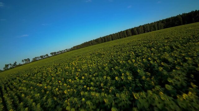 Pole słonecznik&oacute;w w słoneczny letni dzień dron fpv