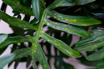 Macro close-up of leaf spot disease on Philodendron xanadu © renipurnama