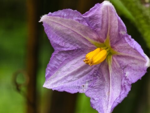 Close-up of a vibrant purple star-shaped flower with detailed petals and a prominent yellow stamen and pistil