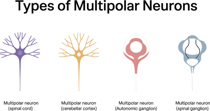 Types of Multipolar Neurons Vector Illustration Showing Spinal Cord, Cerebellar Cortex, Autonomic Ganglion, and Spinal Ganglion Nerve Cell Anatomy