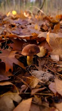 Mushroom picking in the forest. Selective focus.