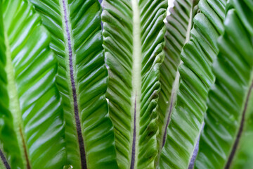 Close-up texture of Asplenium nidus or Cobra fern foliage in a home garden © renipurnama