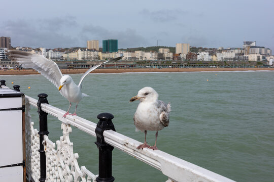 Seagulls on a railing at a seaside location during a cloudy day