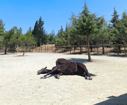 horse and rest