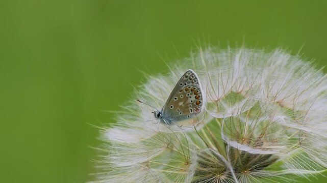 Common Blue Butterfly on a Salsify Seed Head