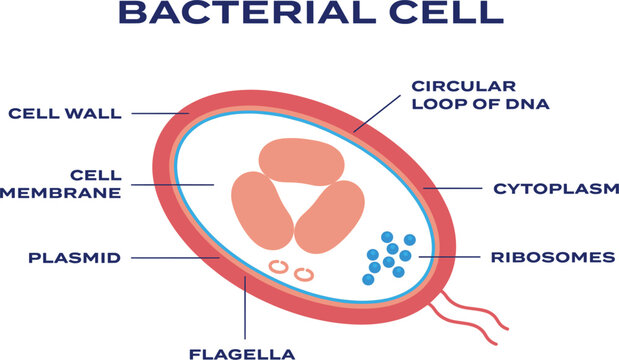 Bacterial Cell Structure Infographic Illustrating Cell Wall, Plasma Membrane, Cytoplasm, Ribosomes, Circular DNA, Plasmid, and Flagella for Microbiology Education