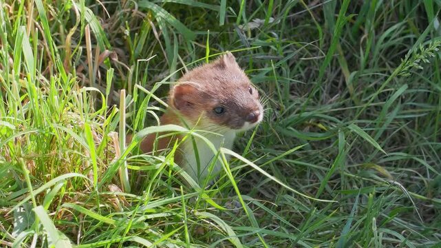 Stoat in the Grass