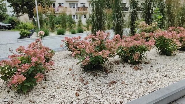 Nowoczesna miejska rabata z hortensjami bukietowymi i trawami ozdobnymi przy osiedlu mieszkaniowym.