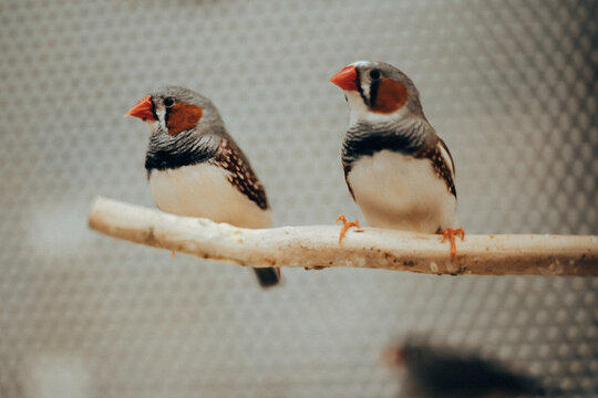 Two zebra finches resting together on a natural branch inside an indoor aviary. Charming exotic birds symbolizing companionship, social behavior.