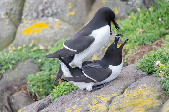 Razorbills mating on a rock