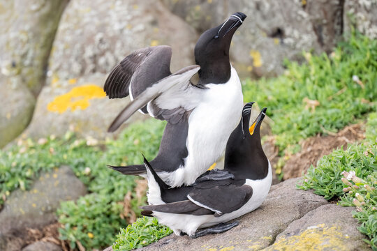 Razorbills mating on a rock