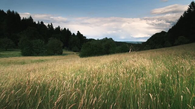 Field with high grass moving in wind and tree silhouettes on the horizon. Panning shot of an idyllic landscape.  