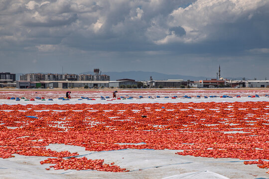 Huge Field of Sun Dried Tomatoes Dehydrating Under the Sun in Turkey