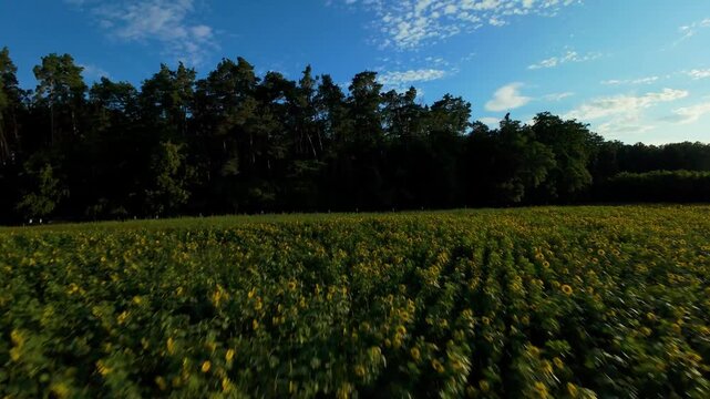 Pole słonecznik&oacute;w w słoneczny letni dzień dron fpv