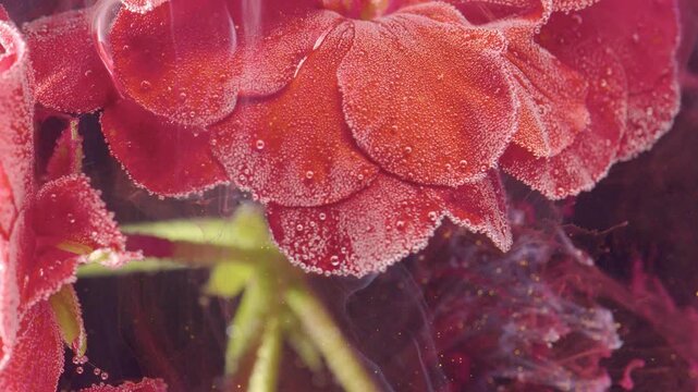 Extreme close macro of red flower petals submerged in clear liquid showing dense rim of microbubbles clinging to scalloped petal edges and glossy bubbles forming
