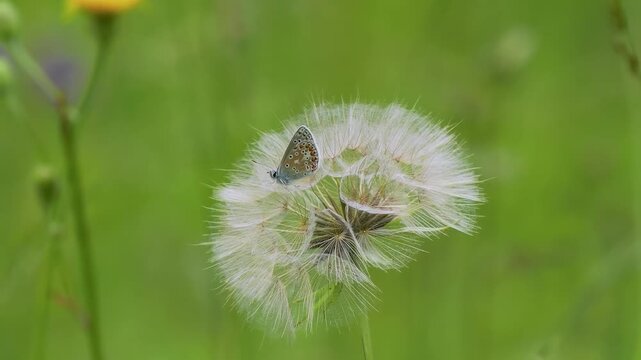 Common Blue Butterfly on a Salsify Seed Head