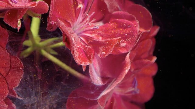 Macro view of red geranium petals unfolding with water droplets and fine gold particles resting along veins, edges, and layered surfaces against dark background