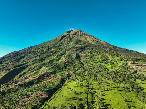 Aerial view of Tambi Tea Resort with lush green tea plantations covering the slopes of Mount Sindoro under a clear blue sky in Kecamatan Kejajar, Jawa Tengah, Indonesia.