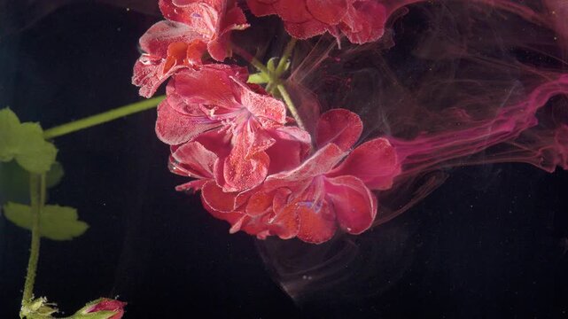 Red geranium bloom underwater with magenta dye ribbons wrapping around petals in close macro view