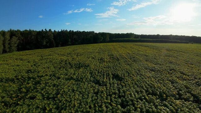 Pole słonecznik&oacute;w w słoneczny letni dzień dron fpv