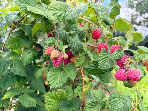 large ripe berries on a sunny day. A green branch of a raspberry