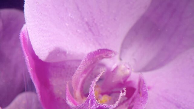 Extreme macro motion showing inward focus shift toward pink orchid core as curved labellum unfurls and edges become rimmed with tiny droplets or pollen granules