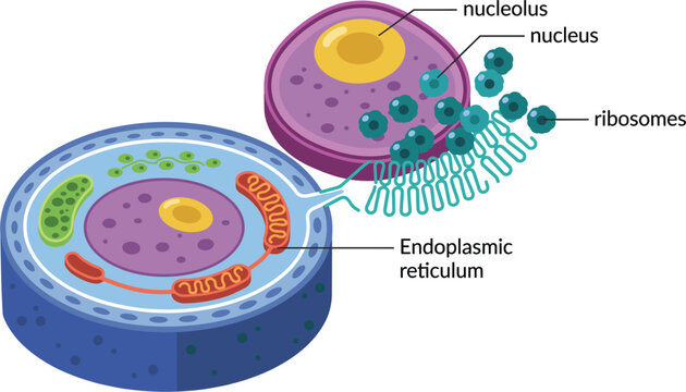 Animal Cell Structure Diagram with Labeled Nucleus, Nucleolus, Ribosomes, Endoplasmic Reticulum, and Cellular Organelles for Biology and Medical Education