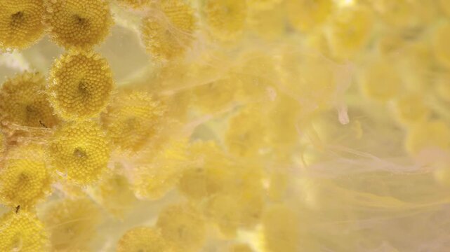 Close macro motion of clustered small round yellow composite flower heads with dense textured disk florets and tiny water droplets while pale translucent milky