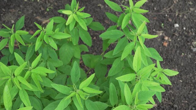 A static top-down view shows vibrant green foliage of showy tick-trefoil growing over soil in natural light. Useful for content on native plants of eastern North America and botany. 