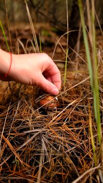 Mushroom picking in the forest. Selective focus.