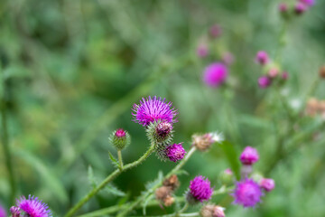Fototapeta premium A vivid purple spear thistle, Cirsium vulgare, blossom opens above spiny green bracts in a summer meadow. Smaller buds and blurred blooms fill the soft background.