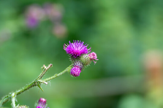 Delicate magenta creeping thistle, Cirsium arvense, blooms dangle from slender green stems in a summer field. Unopened buds cluster nearby amid soft blurred foliage.
