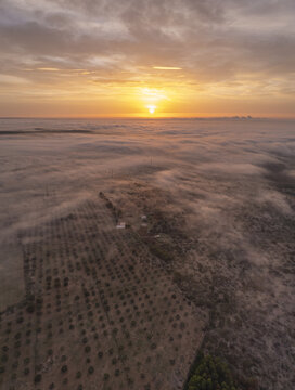 Aerial view of the landscape near Ginosa at sunrise, with low-lying fog blanketing rows of olive trees under a golden sky in Ginosa, Apulia, Italy.