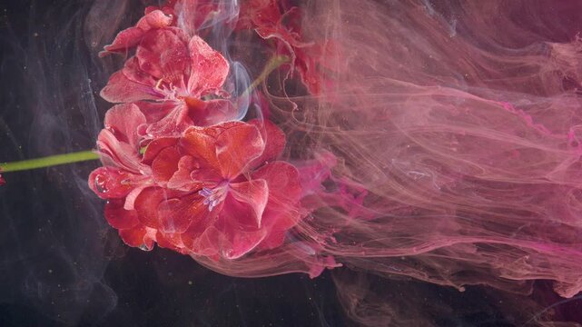 Red geranium blossoms veiled by translucent pink plumes drifting across dark background