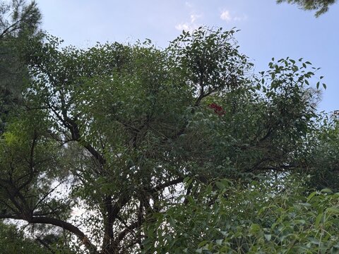 Schinus terebinthifolia, commonly known as Brazilian pepper tree, showcasing dense green pinnate foliage, intricate branch structures, and a cluster of developing reddish fruit against a bright sky.
