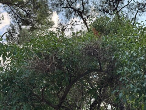Schinus terebinthifolia, commonly known as Brazilian pepper tree, showcasing dense green pinnate foliage, intricate branch structures, and a cluster of developing reddish fruit against a bright sky.