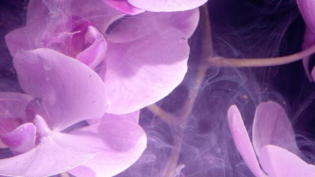 Close-up orchid blossoms with swirling mist and golden sparkle in intimate lavender macro panorama