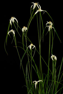 White flowers of Rhynchospora colorata, white-topped sedg