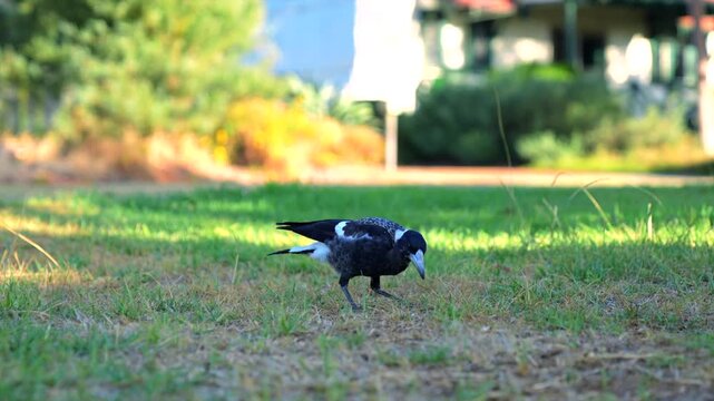 Australian magpie walking and foraging on green grass