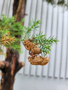 Two cicada shells hanging on green tree branch in summer