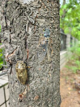 Two cicadas resting on rough tree bark in summer