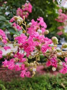 Pink crepe myrtle flowers and buds blooming in summer garden